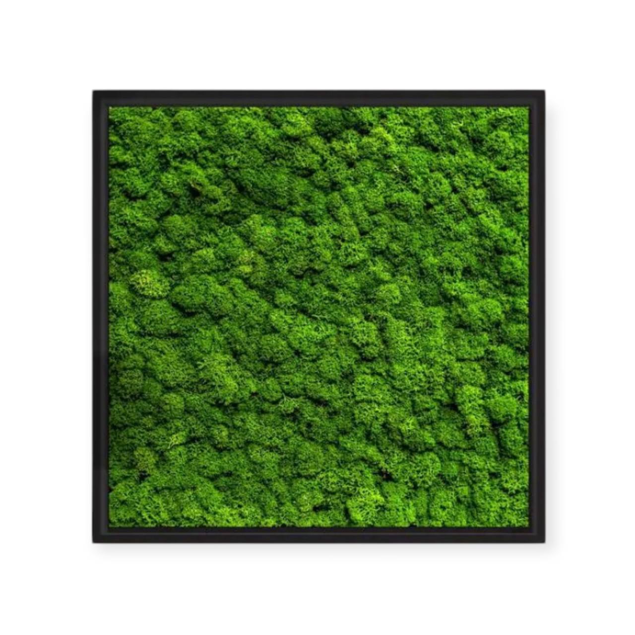 Living Nature - Quadro in lichene personalizzabile