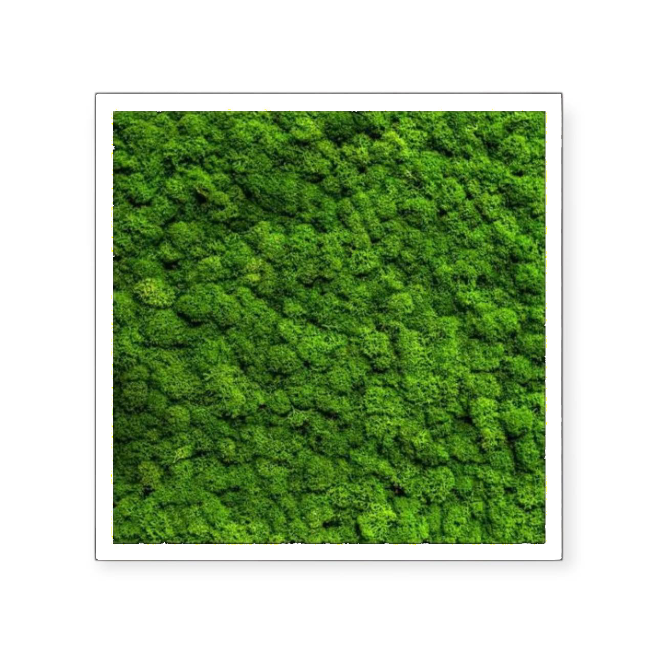 Living Nature - Quadro in lichene personalizzabile